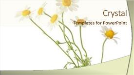  Presentation with chamomile - Amazing PPT layouts having inflorescence - beautiful chamomile flowers on white backdrop and a cream colored foreground
