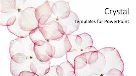  Presentation with hydrangea - Amazing PPT theme having inflorescence - hydrangea petals isolated backdrop and a  colored foreground