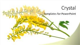  Presentation with medicinal plant - Colorful PPT theme enhanced with inflorescence - medicinal plant melilotus officinalis yellow backdrop and a white colored foreground