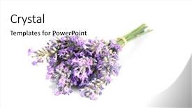  Presentation with lavender flowers border - Slide deck with inflorescence - tied bunch of lavender flowers background and a white colored foreground