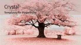  Presentation with infrared - Beautiful presentation theme featuring infrared big tree composition backdrop and a coral colored foreground