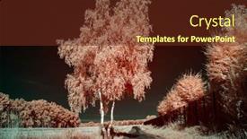  Presentation with infrared - Presentation featuring infrared-photography-of-a-birch background and a tawny brown colored foreground