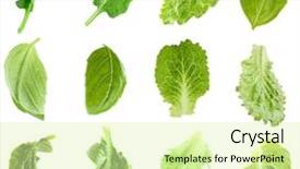 Presentation with tea leaves fresh green leaf - PPT layouts with infusion sets - collage with fresh green leaves background and a soft green colored foreground