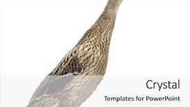  Presentation with runner - Presentation design featuring inidian - female indian runner duck anas background and a  colored foreground