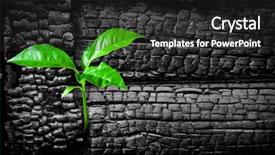  Presentation with life - Audience pleasing PPT theme consisting of initiatives - new life concept or rising backdrop and a dark gray colored foreground