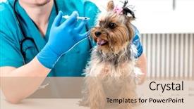  Presentation with injection - Colorful presentation theme enhanced with vaccine veterinary - veterinarian giving an injection backdrop and a coral colored foreground