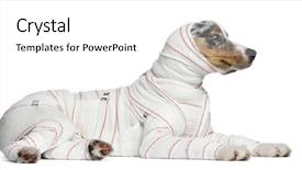  Presentation with bandages - Colorful presentation design enhanced with injured animal - australian shepherd puppy in bandages backdrop and a  colored foreground