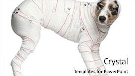  Presentation with bandages - PPT theme having injured animal - australian shepherd puppy in bandages background and a white colored foreground