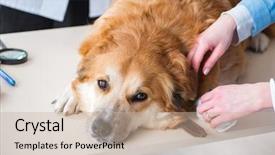  Presentation with golden ration - Presentation consisting of injured animal - doctor and assistant checking up background and a  colored foreground