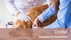  Presentation with golden ratio - Presentation consisting of injured animal - doctor and assistant checking up background and a  colored foreground