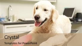  Presentation with veterinary - Colorful theme enhanced with injured animal - dog recovering after treatment backdrop and a coral colored foreground