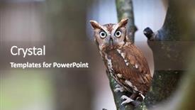  Presentation with eastern - Audience pleasing slides consisting of injured animal - eastern screech owl in its backdrop and a gray colored foreground