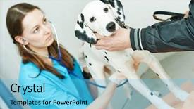  Presentation with veterinary - PPT theme with injured animal - female veterinarian surgeon worker treating background and a light blue colored foreground