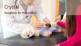  Presentation with paw - Cool new PPT layouts with injured animal - male veterinarian wrapping a bandage backdrop and a lemonade colored foreground