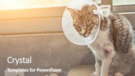  Presentation with sickness - Cool new slide deck with injured animal - old sickness cat with elizabethan backdrop and a gray colored foreground