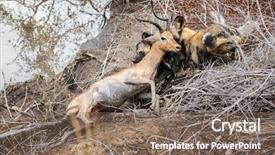  Presentation with kruger - Presentation design featuring injured animal - pack of african wild dogs background and a violet colored foreground