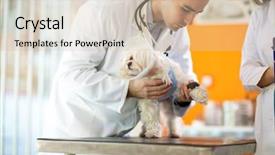  Presentation with paw - Amazing presentation design having injured animal - pekinese with protective cone receiving backdrop and a soft green colored foreground