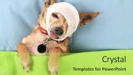  Presentation with fit and cute - Audience pleasing PPT theme consisting of injured animal - photo of a tiny cute backdrop and a yellow colored foreground
