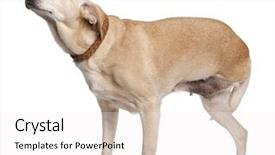  Presentation with old dog - PPT theme with injured animal - three legged mixed-breed dog 11 background and a white colored foreground