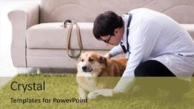  Presentation with vet - Theme enhanced with injured animal - vet doctor examining golden retriever background and a  colored foreground