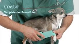  Presentation with vet - Beautiful slide deck featuring injured animal - vet wrapping a bandage backdrop and a ocean colored foreground