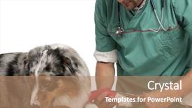  Presentation with paw - Presentation design featuring injured animal - vet wrapping a bandage background and a coral colored foreground