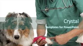  Presentation with vet - Beautiful slide set featuring injured animal - vet wrapping a bandage backdrop and a ocean colored foreground