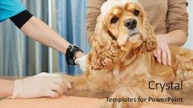  Presentation with medical worker - Theme with injured animal - veterinarian surgeon worker making medical background and a coral colored foreground
