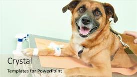  Presentation with veterinary - Theme featuring injured animal - veterinary giving the vaccine background and a lemonade colored foreground