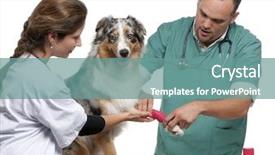  Presentation with australian - Beautiful theme featuring injured animal - vets wrapping a bandage backdrop and a seafoam green colored foreground
