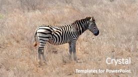  Presentation with scars - Amazing theme having injured animal - zebra showing the severe scars backdrop and a coral colored foreground