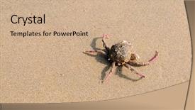  Presentation with crab - Presentation theme enhanced with injured crab at a local beach background and a coral colored foreground