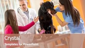  Presentation with bandaging - PPT layouts having veterinarians bandaging leg of injured background and a coral colored foreground