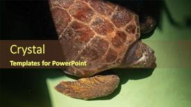  Presentation with rehabilitation - Audience pleasing PPT theme consisting of injured-sea-turtle backdrop and a tawny brown colored foreground
