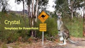  Presentation with kangaroo - Presentation having injured wildlife sign and kangaroo background and a tawny brown colored foreground