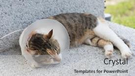  Presentation with surgery - Cool new slide deck with injury prevention - little cat with elizabethan collar backdrop and a light gray colored foreground