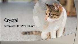  Presentation with surgery - Slide deck featuring injury prevention - little cat with elizabethan collar background and a light gray colored foreground