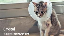  Presentation with sickness - Slides enhanced with injury prevention - old sickness cat with elizabethan background and a gray colored foreground