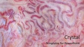  Presentation with bull cart - Colorful PPT layouts enhanced with inner surface of bull testicles backdrop and a coral colored foreground