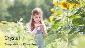  Presentation with sunflower - Slides having innocent girl standing by sunflower background and a blonde colored foreground
