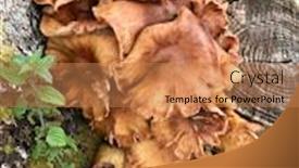  Presentation with mushroom - PPT layouts with inocybe-rimosa-torn-fibrecap-mushroom background and a coral colored foreground