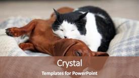  Presentation with dog cat - Slides with inquisitive - beautiful cat and dachshund dog background and a tawny brown colored foreground