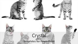  Presentation with monarch butterfly isolated on white - Presentation design with inquisitive - beautiful cat collection isolated background and a light gray colored foreground