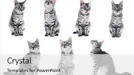  Presentation with cat - Cool new presentation theme with inquisitive - collage of beautiful grey cat backdrop and a white colored foreground