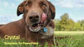  Presentation with fuel lab images - PPT theme consisting of inquisitive - cute brown chocolate lab licking background and a tawny brown colored foreground