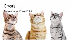 Presentation with cats - Slide deck featuring inquisitive - cute cats isolated on white background and a white colored foreground