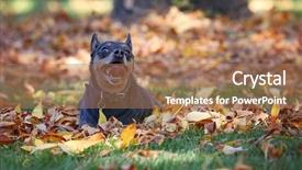  Presentation with banana stem tree and leaf - Audience pleasing slide deck consisting of inquisitive - cute chihuahua mix panting backdrop and a coral colored foreground