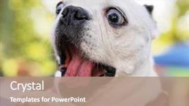  Presentation with public - Colorful slide set enhanced with inquisitive - cute dog at a local backdrop and a coral colored foreground