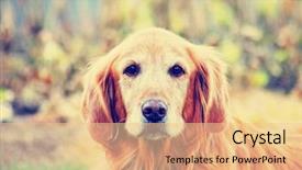  Presentation with retro television old vintage tv - Slide set enhanced with inquisitive - cute dog done background and a lemonade colored foreground