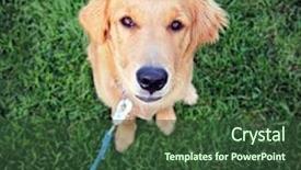  Presentation with dog park - Presentation theme featuring inquisitive - cute dog in the grass background and a tawny brown colored foreground